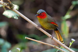 Scarlet-faced Liocichla (Liocichla ripponi) (2)