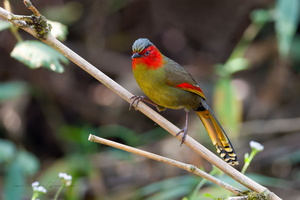 Scarlet-faced Liocichla (Liocichla ripponi) (3)
