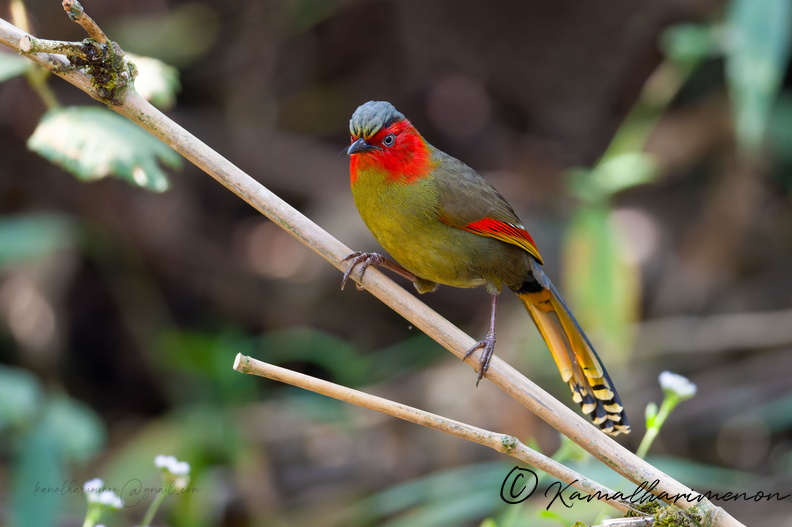 Scarlet-faced Liocichla (Liocichla ripponi) (3).jpg