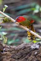 Scarlet-faced Liocichla (Liocichla ripponi) (4)
