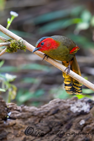 Scarlet-faced Liocichla (Liocichla ripponi) (4).jpg