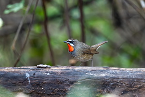 Siberian rubythroat (Calliope calliope) 