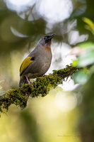 silver-eared laughingthrush (Trochalopteron melanostigma)