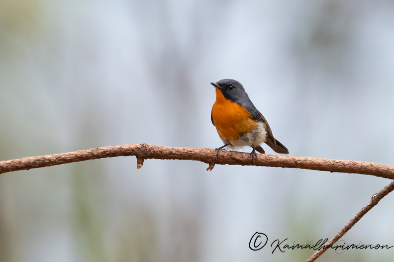 Slaty-backed flycatcher (Ficedula erithacus) .jpg
