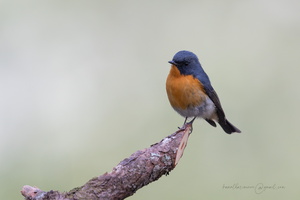 Slaty-backed Flycatcher (Ficedula erithacus)01