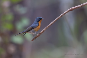 Slaty-backed flycatcher (Ficedula erithacus)01 