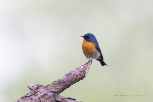Slaty-backed Flycatcher (Ficedula erithacus)02