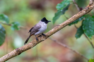 Sooty-headed Bulbul (Pycnonotus aurigaster) copy
