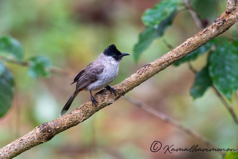 Sooty-headed Bulbul (Pycnonotus aurigaster) copy.jpg
