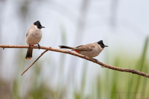 Sooty-headed bulbul (Pycnonotus aurigaster)