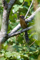 Spectacled Barwing (Actinodura ramsayi) (1)