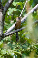 Spectacled Barwing (Actinodura ramsayi) (2)