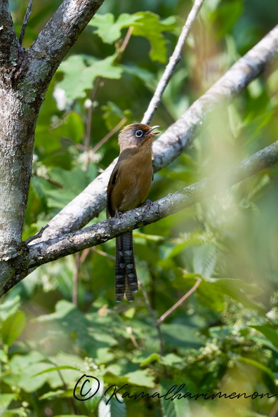 Spectacled Barwing (Actinodura ramsayi) (2).jpg