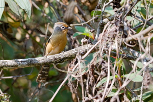Spectacled Barwing (Actinodura ramsayi) (3)