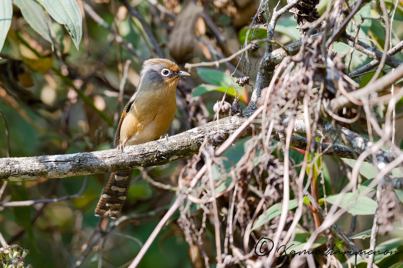 Spectacled Barwing (Actinodura ramsayi) (3).jpg