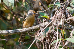 Spectacled Barwing (Actinodura ramsayi) (4)