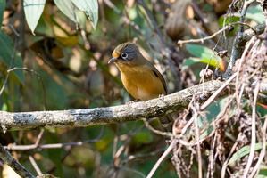 Spectacled Barwing (Actinodura ramsayi) (5)