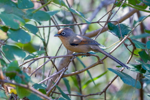 Spectacled Barwing (Actinodura ramsayi)