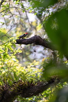 Stripe-breasted Woodpecker (Dendrocopos atratus)