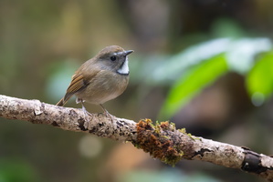 White-gorgeted Flycatcher (Anthipes monileger)