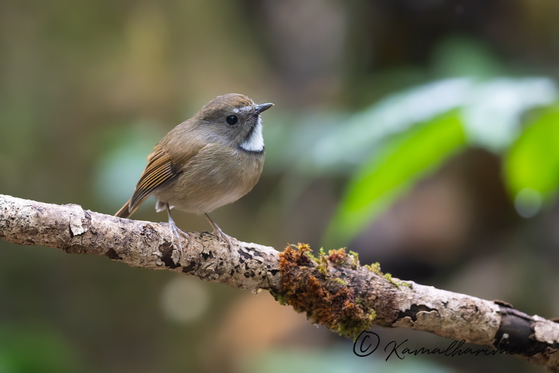 White-gorgeted Flycatcher (Anthipes monileger).jpg