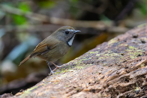White-gorgeted Flycatcher (Anthipes monileger)01