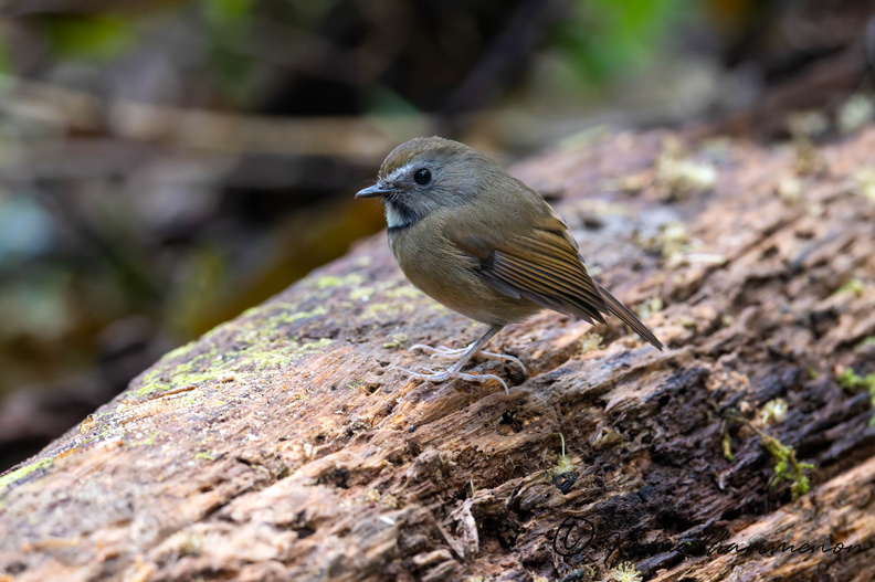 White-gorgeted Flycatcher (Anthipes monileger)02.jpg