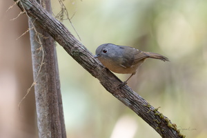 Yunnan fulvetta (Alcippe fratercula)01