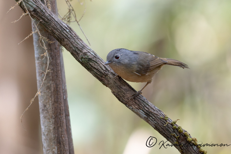 Yunnan fulvetta (Alcippe fratercula)01.jpg