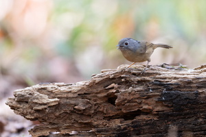 Yunnan fulvetta (Alcippe fratercula)02