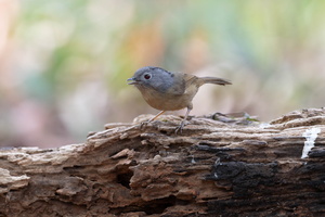 Yunnan fulvetta (Alcippe fratercula)03