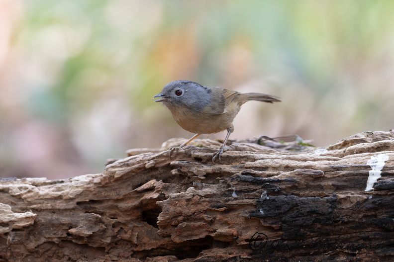 Yunnan fulvetta (Alcippe fratercula)03.jpg