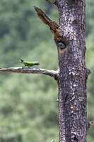 Lord Derby's parakeet (Psittacula derbiana)01