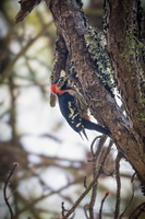 Crimson-naped Woodpecker (Dryobates cathpharius)