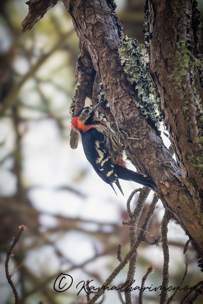 Crimson-naped Woodpecker (Dryobates cathpharius).jpg