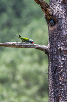 Lord Derby's parakeet (Psittacula derbiana)03psd