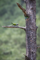 Lord Derby's parakeet (Psittacula derbiana)02