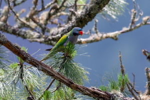 Lord Derby's parakeet (Psittacula derbiana)05