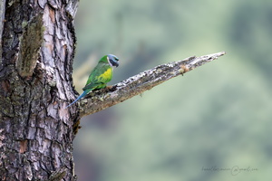 Lord Derby's parakeet (Psittacula derbiana)04