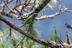 Lord Derby's parakeet (Psittacula derbiana)06