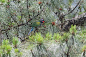 Lord Derby's parakeet (Psittacula derbiana)07