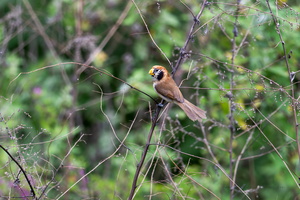 Spot-breasted parrotbill (Paradoxornis guttaticollis)01