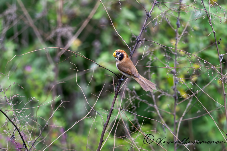 Spot-breasted parrotbill (Paradoxornis guttaticollis)01.jpg