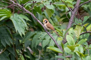 Spot-breasted parrotbill (Paradoxornis guttaticollis)02