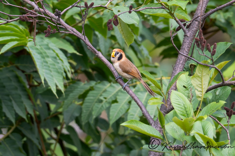 Spot-breasted parrotbill (Paradoxornis guttaticollis)02.jpg