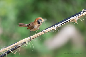 Spot-breasted parrotbill (Paradoxornis guttaticollis)04