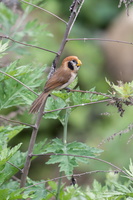 Spot-breasted parrotbill (Paradoxornis guttaticollis)03