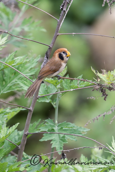 Spot-breasted parrotbill (Paradoxornis guttaticollis)03.jpg