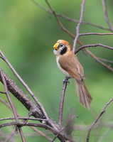 Spot-breasted parrotbill (Paradoxornis guttaticollis)05