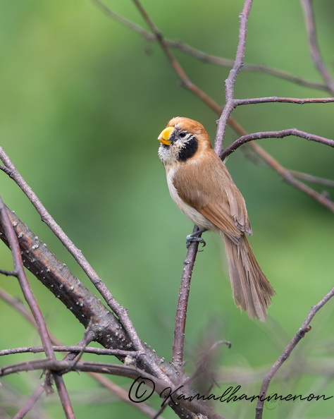 Spot-breasted parrotbill (Paradoxornis guttaticollis)05.jpg